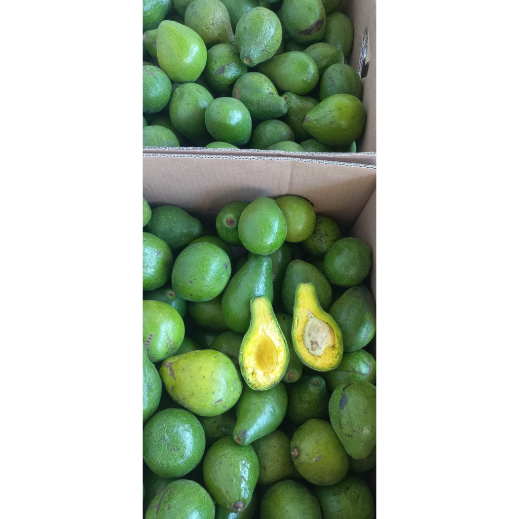 

Alpukat Mentega Lokal 1 kg isi 5-6 biji