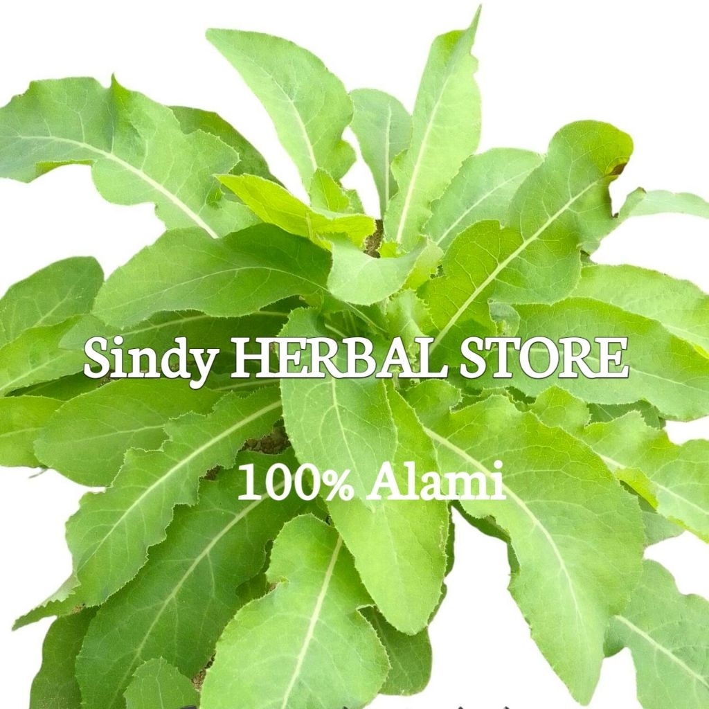 

Daun Tempuyung Segar Dadakan Isi Per 1 Kg Organik