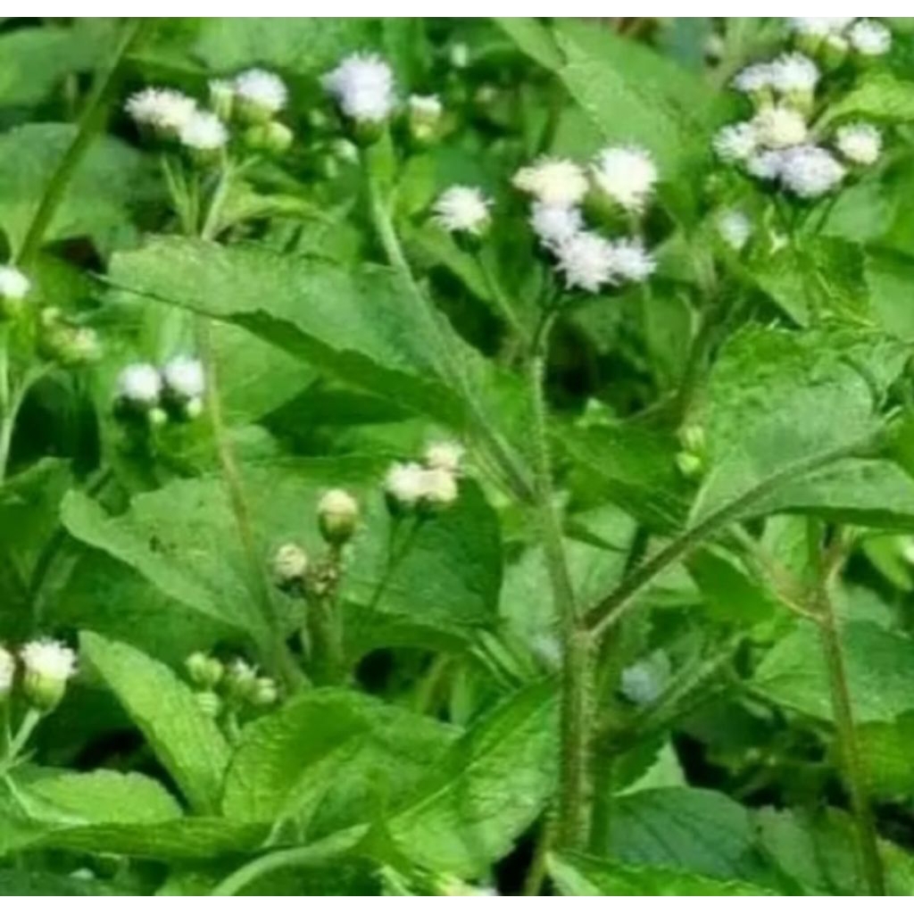 

daun bandotan segar 500 gm murah obat magg obat lambung obat herbal tradisional alami