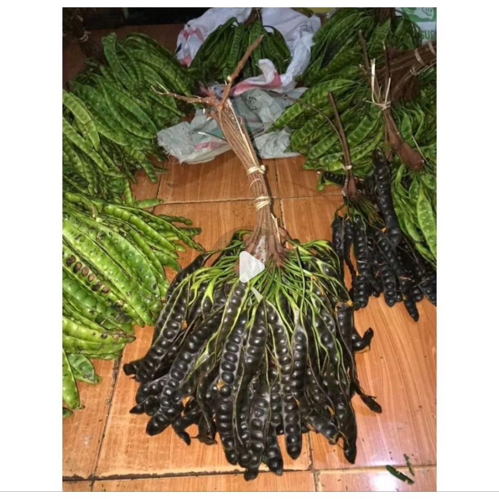 

PETE MASAK POHON 10 PAPAN