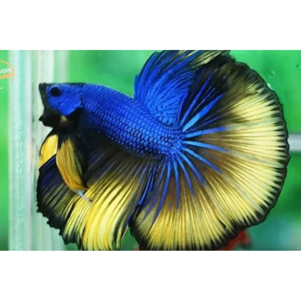 CUPANG HALFMOON MUstag yellow
