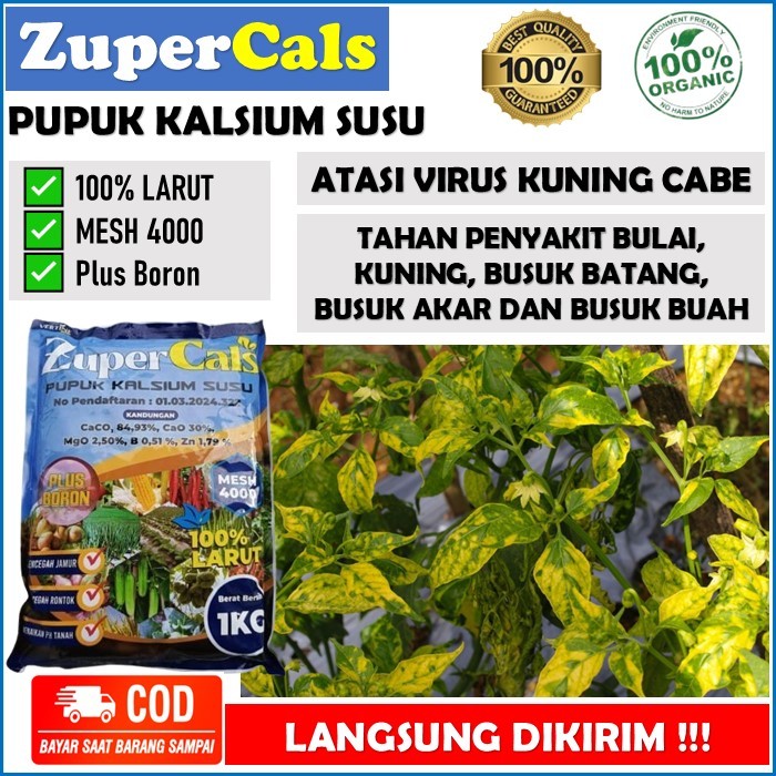 Zupercals 1 kg pupuk kalsium susu mencegah virus gemini pada cabe - pupuk organik mengatasi virus ku