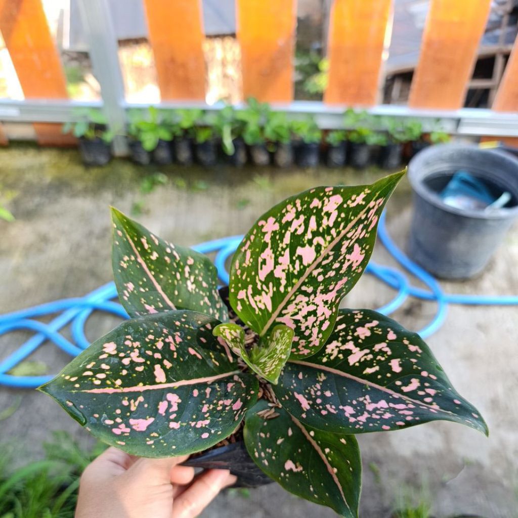 Aglonema pink dalmation kecil/anakan dan dewasa. pilih sesuai variasi yg diinginkan