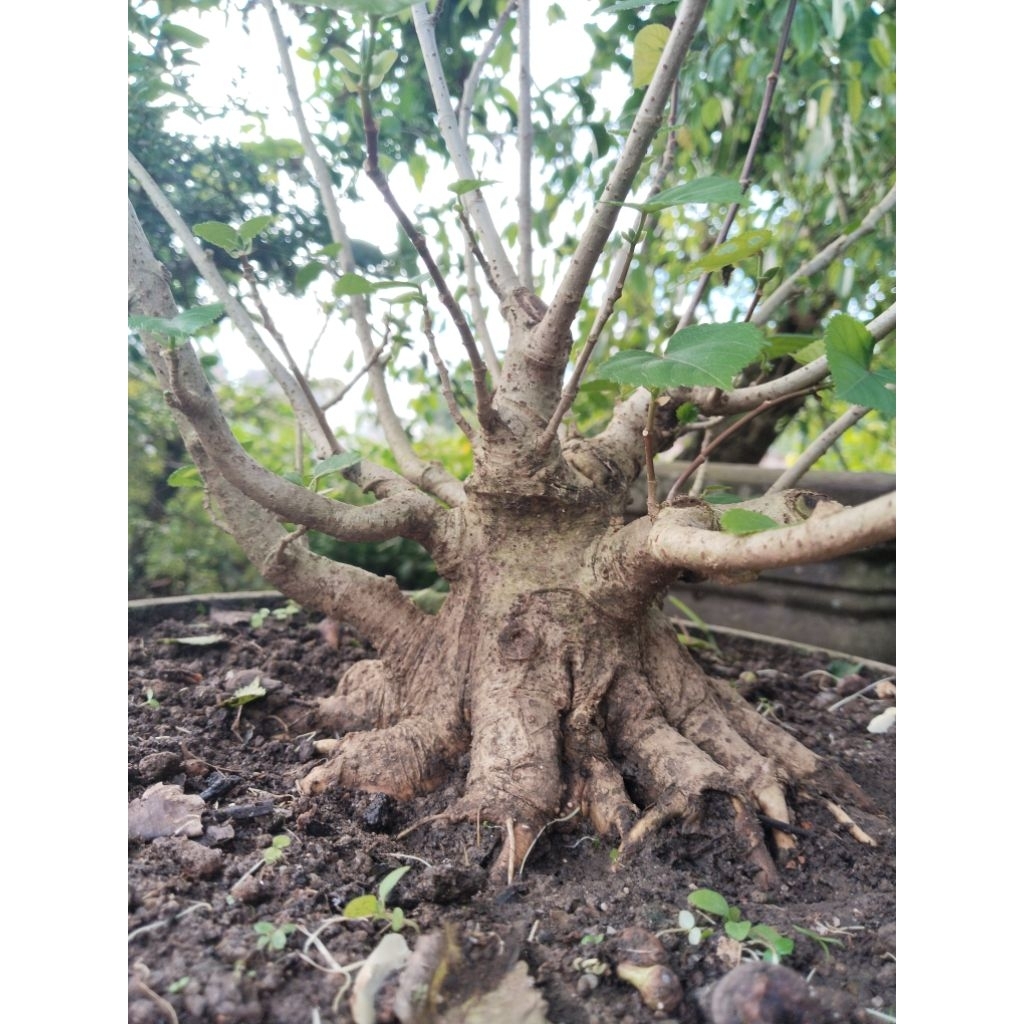 Bahan bonsai waru taiwan tanaman bonsai