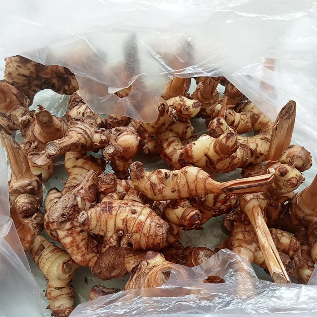 

lengkuas/laos250gram