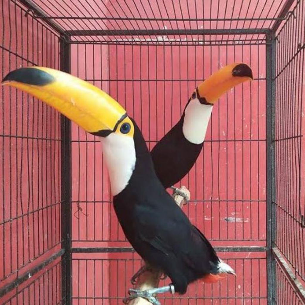 

Fress telur burung toucan untuk ditetaskan burung hias hasil ternak