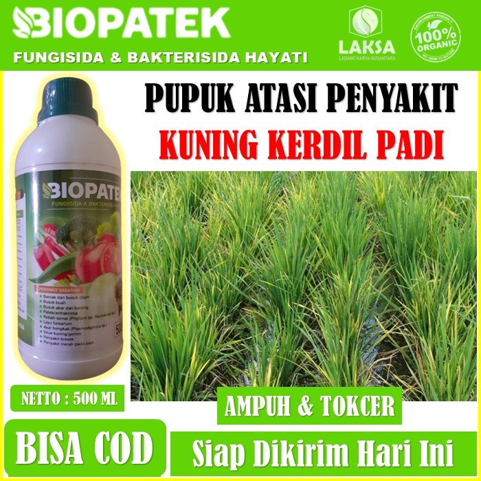 Fungisida biopatek 500 ML pupuk mengatasi kuning kerdil padi - Biopatek fungisida bakterisida hayati