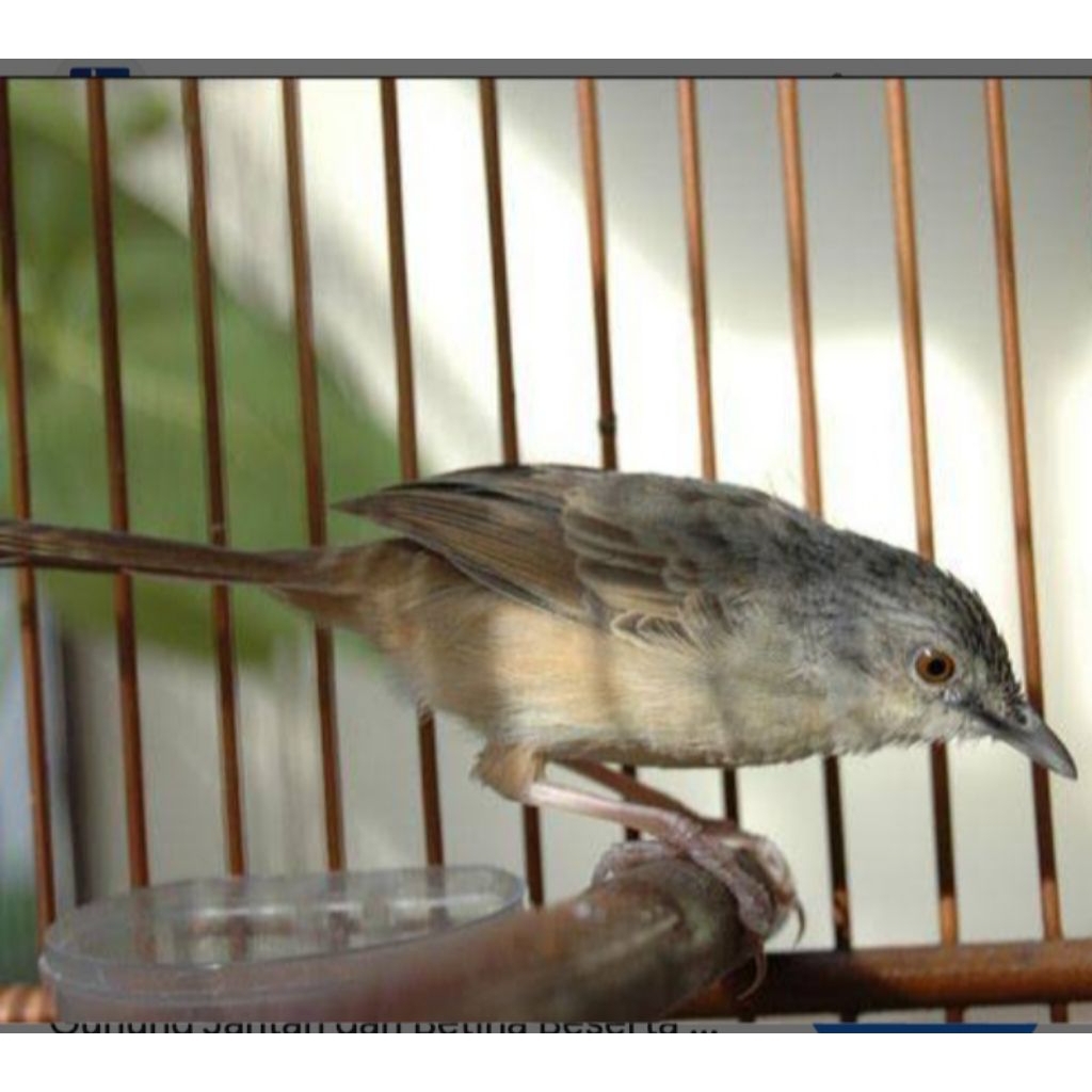 ciblek gunung/cigun gacoran makan voer