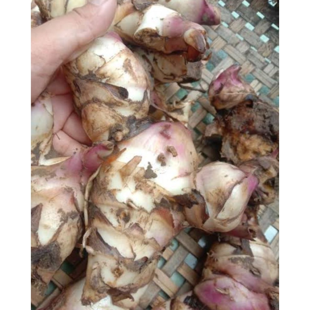 

ubi gayong 1kg segar