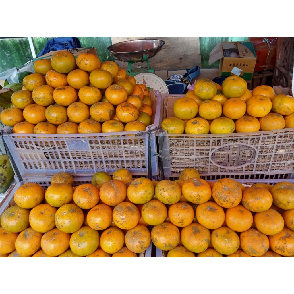 

jeruk medan berastagi