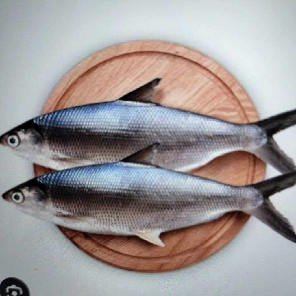 

IKAN BANDENG SEGAR 1KG ISI 2