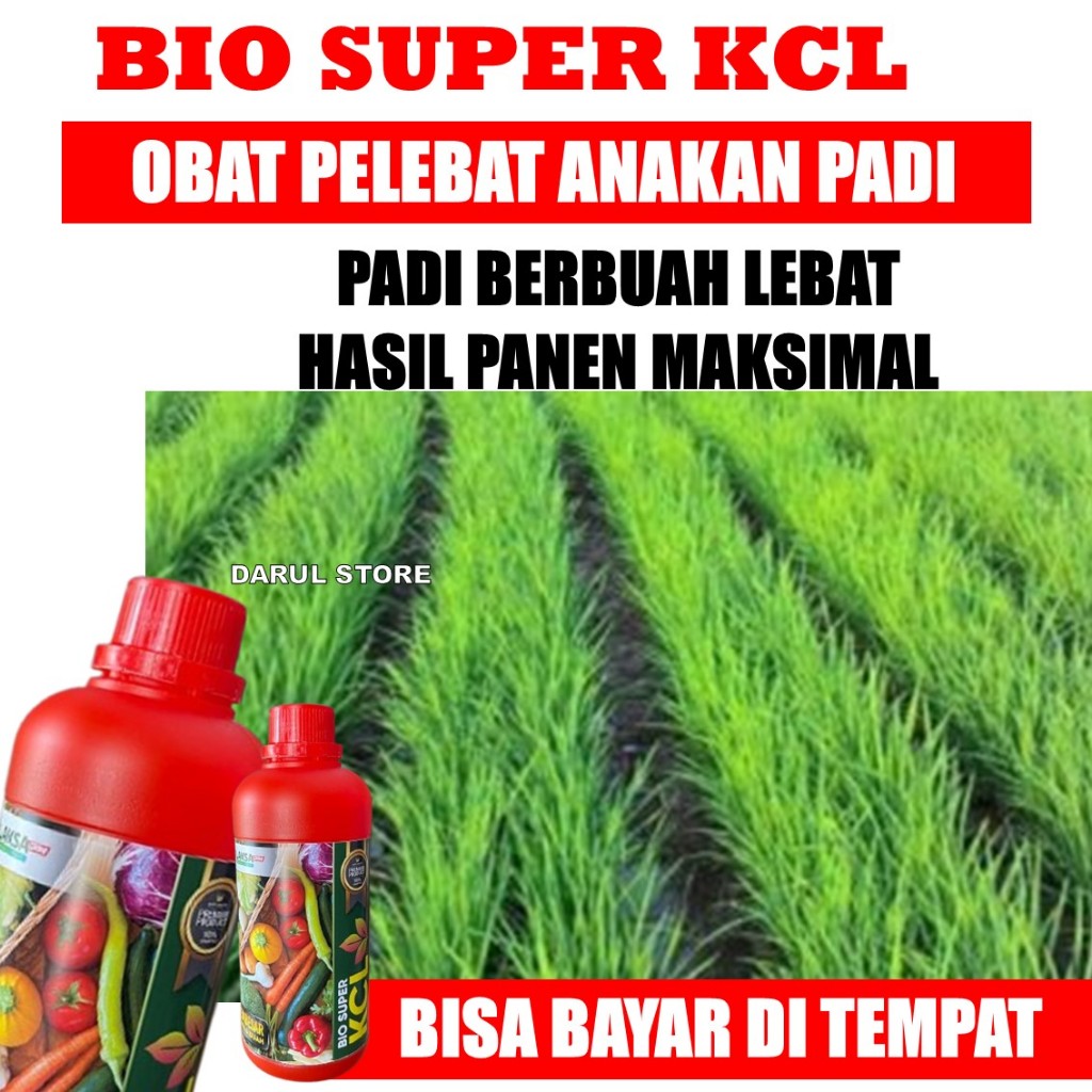 BIO KCL PLUS 500ML Obat Pengisi Bulir Padi - Obat Bulir Buah Padi Menjadi Berisi - Obat Padi Obat Bu