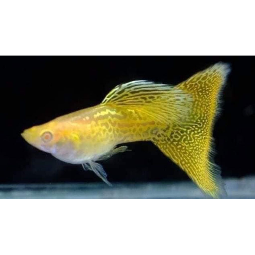 Indukan Ikan sepasang guppy Albino Yellow Cobra Hiasan aquarium