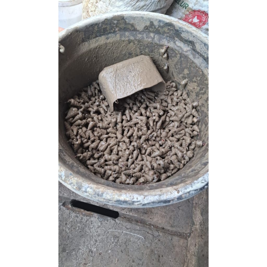 

Keong nenek / tangkuyung / katanglo mentah per kg