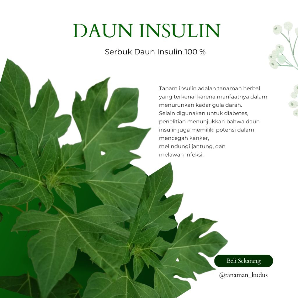

BUBUK DAUN INSULIN 100% TANPA CAMPURAN 50gramSerbuk Bubuk / Serbuk Daun Insulin Untuk Diabetes Murni Herbal