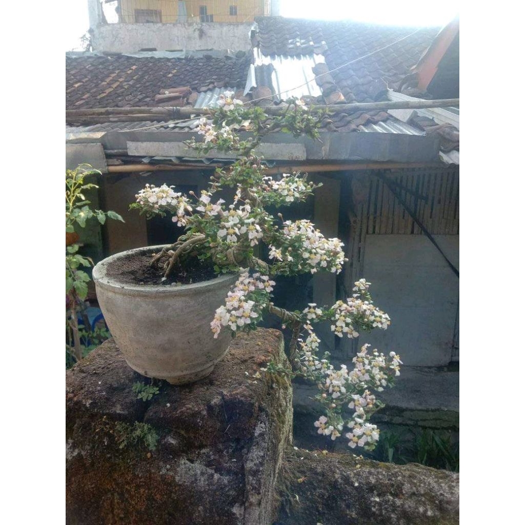 Tanaman hias bonsai mirten duri semi cascade rajin berbunga