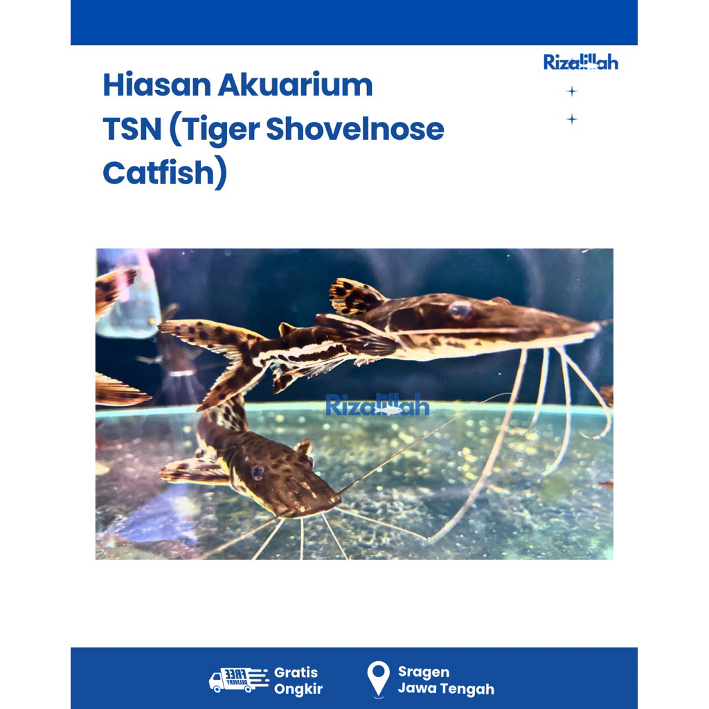 TSN (Tiger Shovelnose Catfish)