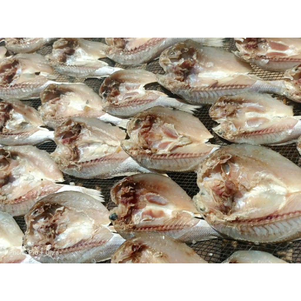 

Ikan asin kepala batu/ikan gulama/ikan asin murah/ikan asin COD