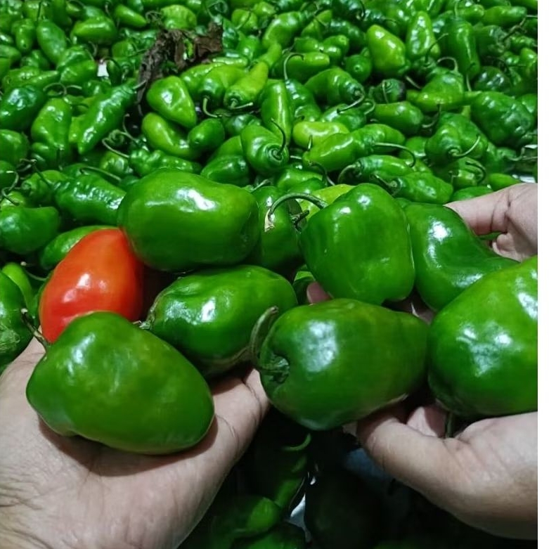 

Cabai Gendot segar asli dari petani ciwidey kab.Bandung berat 1kg-500 gram