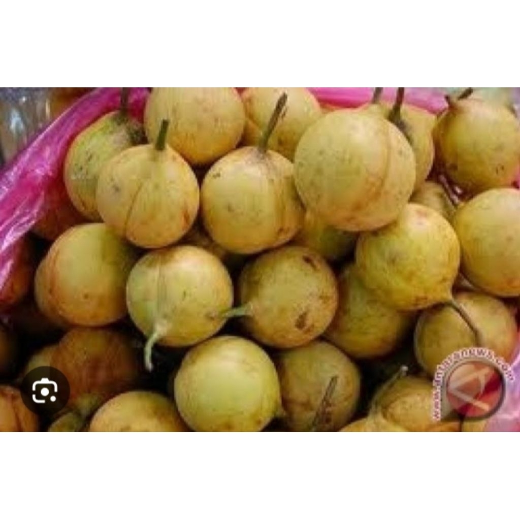 

jual buah pala muda segar 500 grm