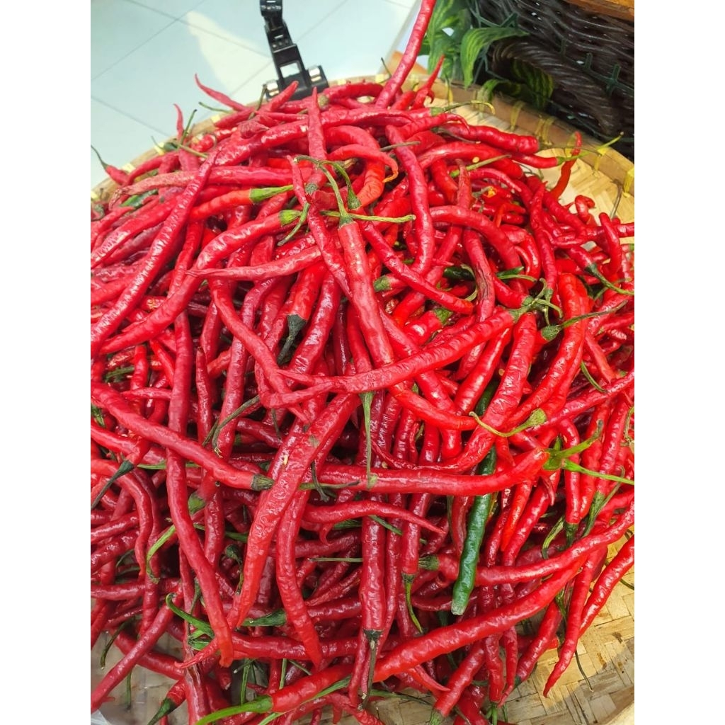 

LOMBOK CABE MERAH KERITING
