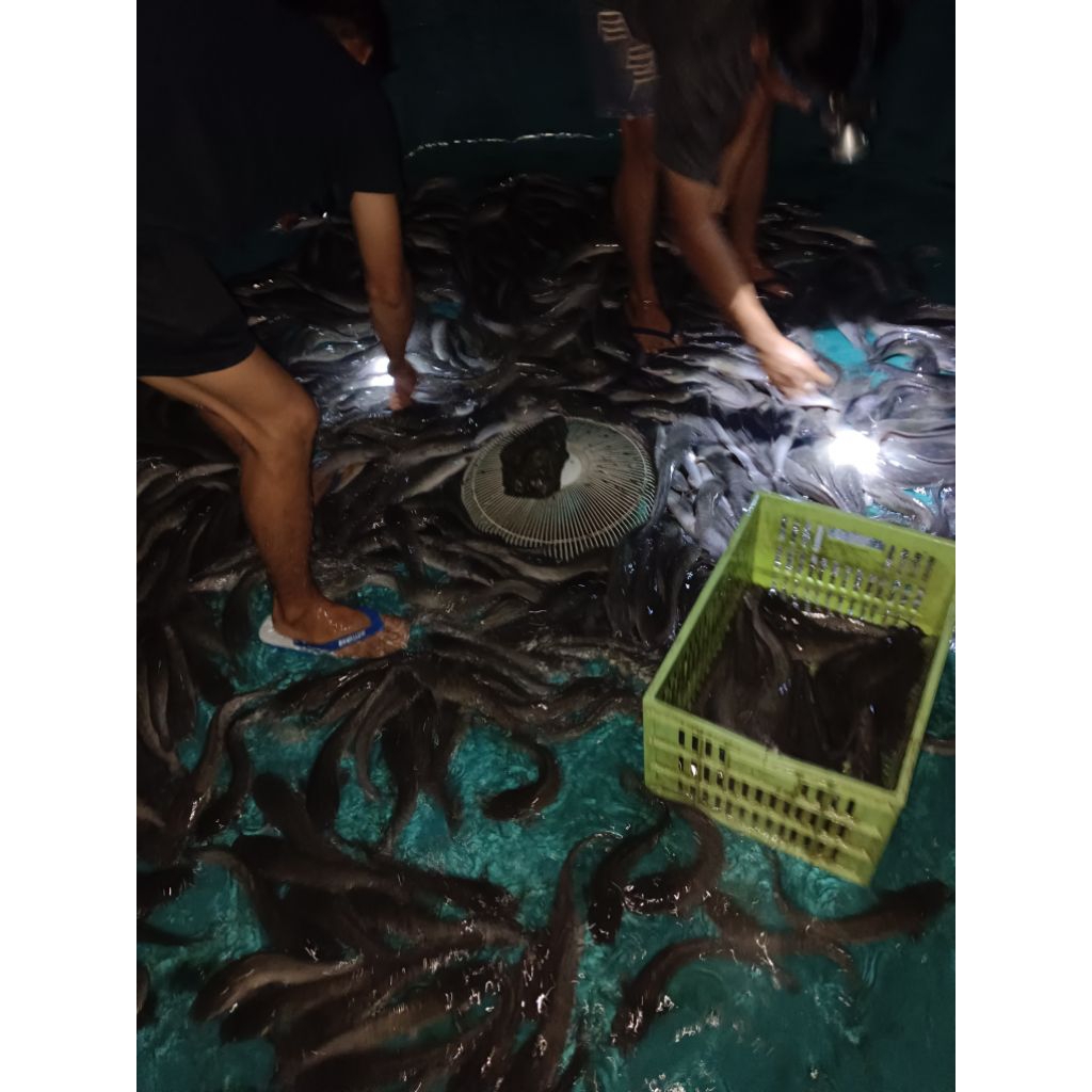 

Ikan Lele Hidup 50kg