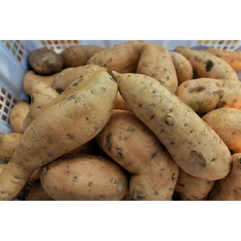 

Ubi Jalar Putih 1 kg