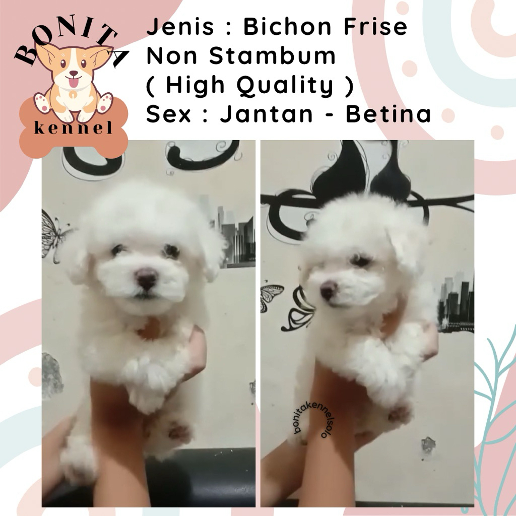 Bichon Frise Non Stambum Anjing Bichon Korea Jantan Betina