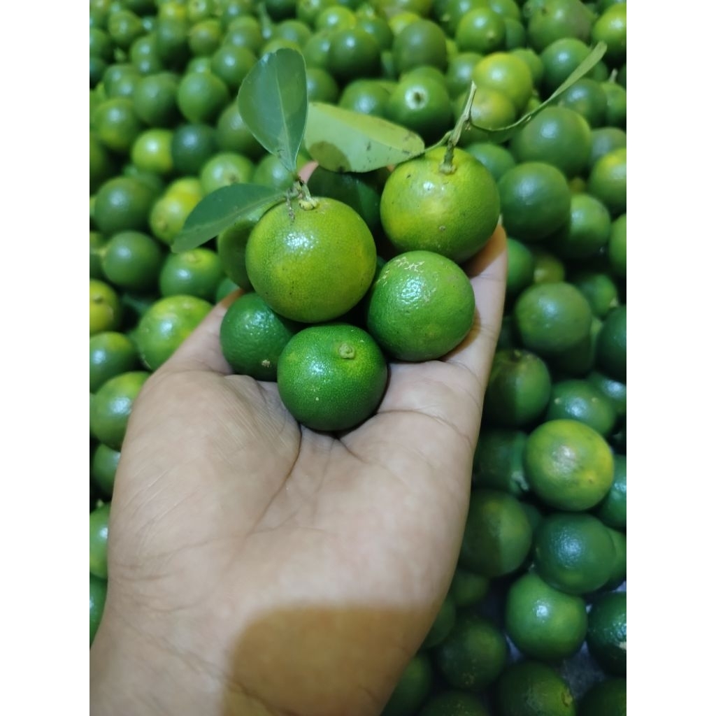 

JERUK SONKIT FRESH SEGAR 1000gr/500gr varian