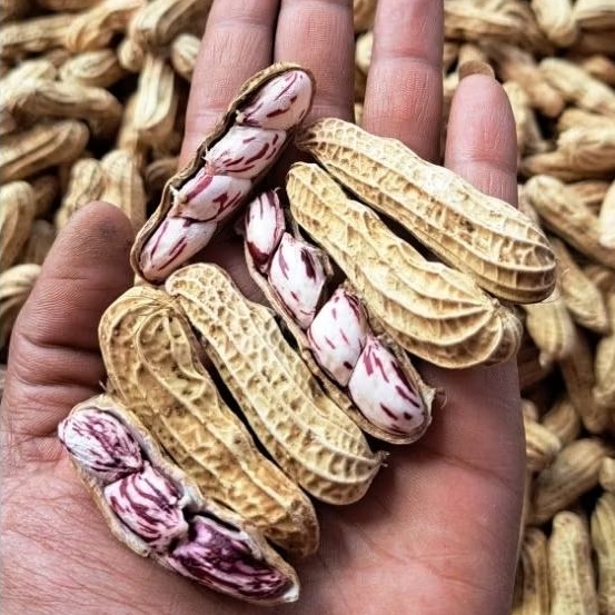 

KACANG LURIK MADU BERSIH FRESH 1KG