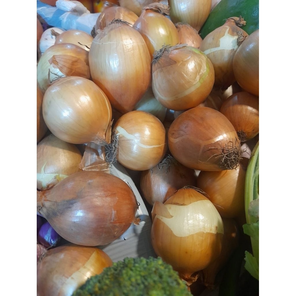 

Bawang Bombai | Swmbako kita Banjarmasin