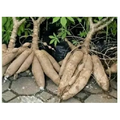 

singkong keju organik fress jaminan meduk.500gram