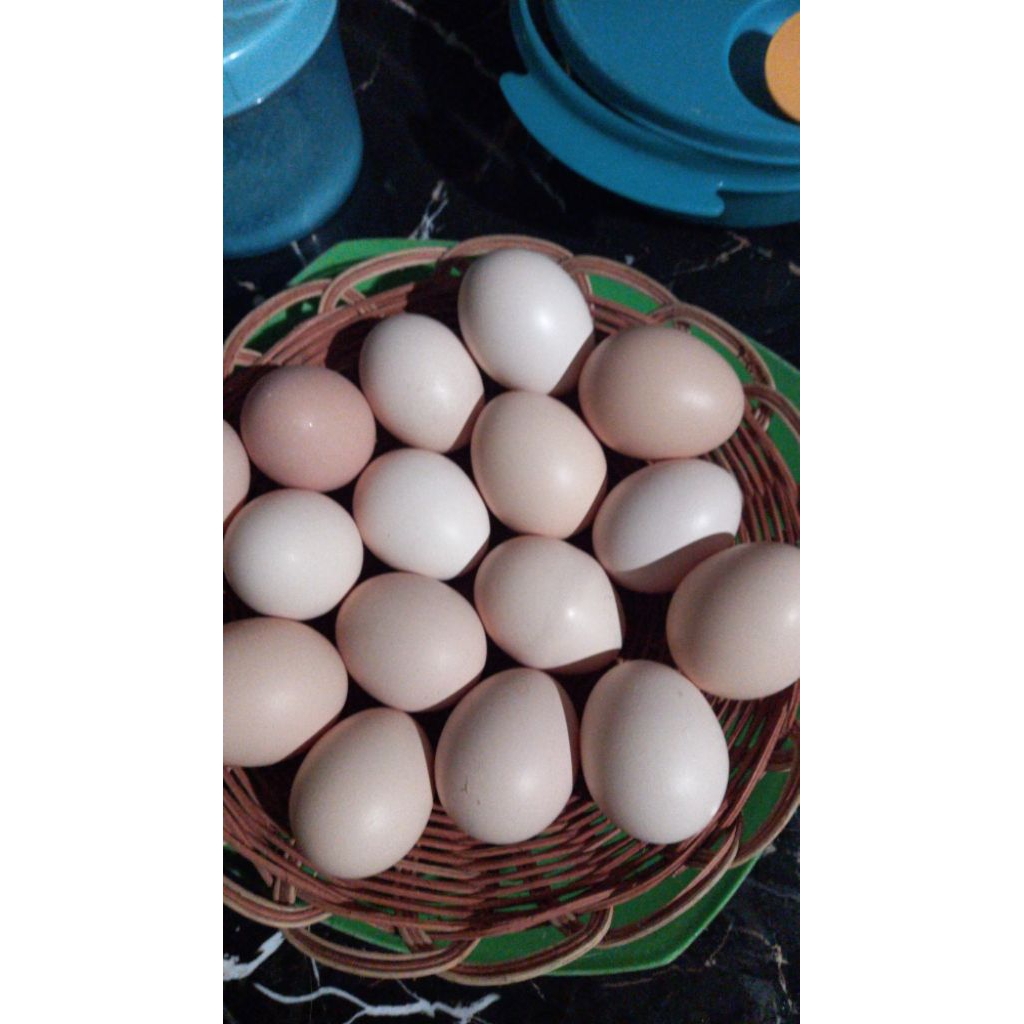 Telur Fertil Ayam Elba Ras Pertelur Handal bisa di Tetaskan