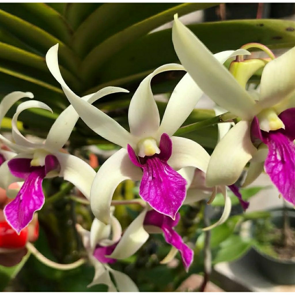 Dendrobium Mesangnil Wangi