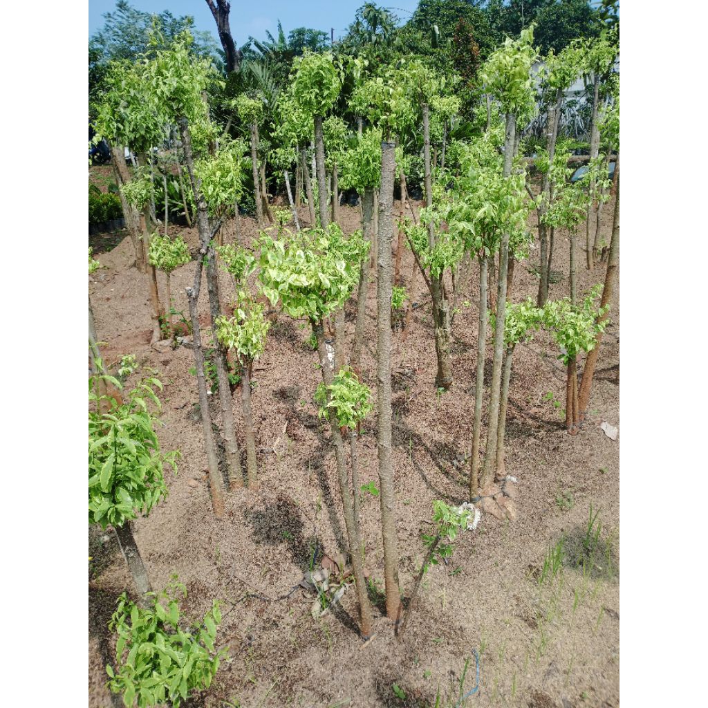 Pohon hias bonsai anting putri