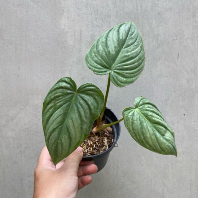 Tanaman Hias Philodendron Pastazanum Silver | Philo Pastazanum x Mameii