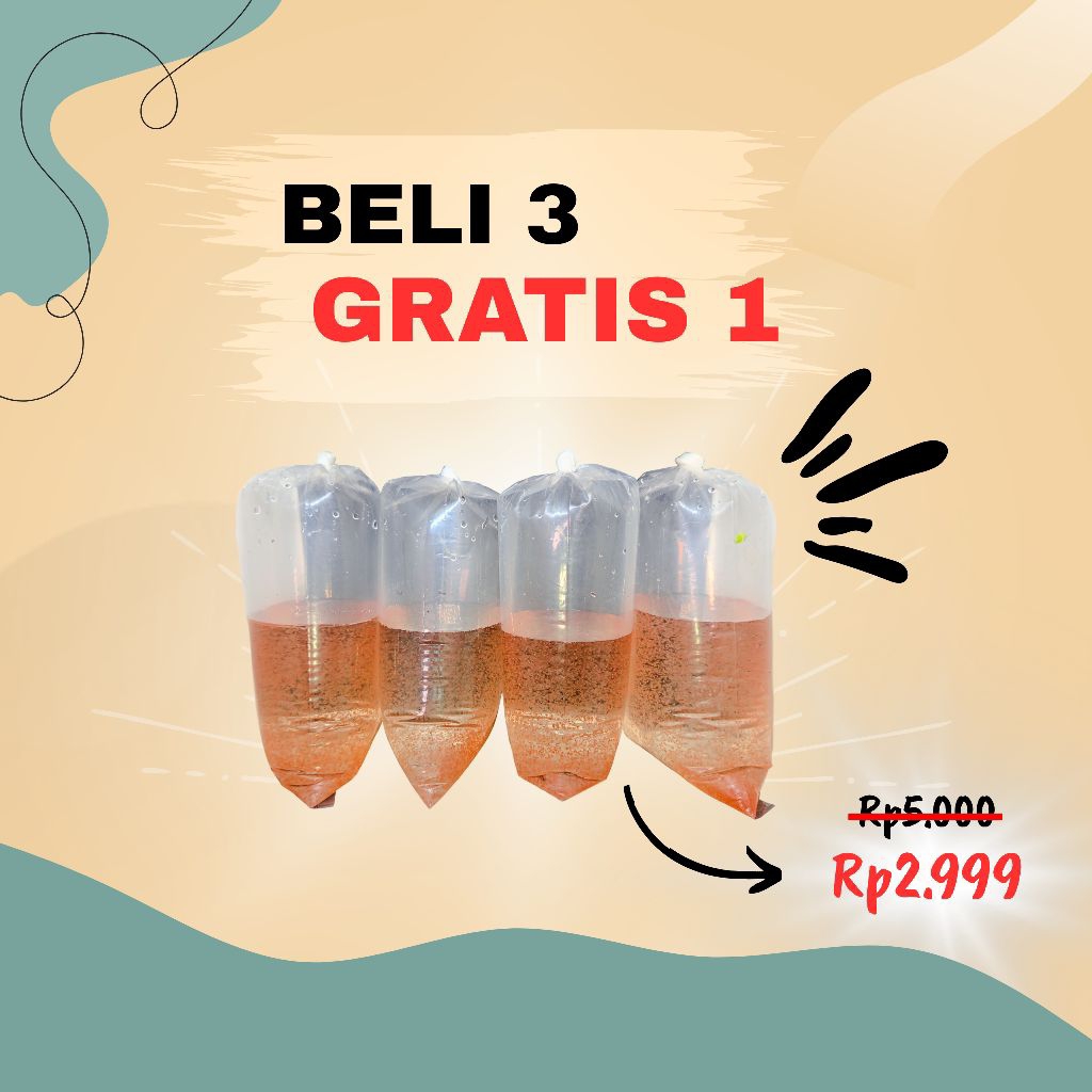 starter kutir moina pakan burayak cupang, guppy, molly, dan ikan kecil lainnya
