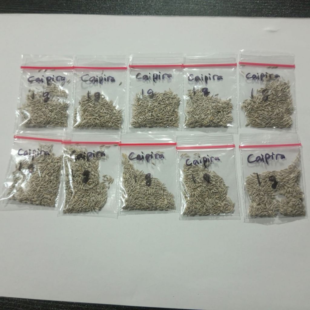 BENIH SELADA f2 CAIPIRA