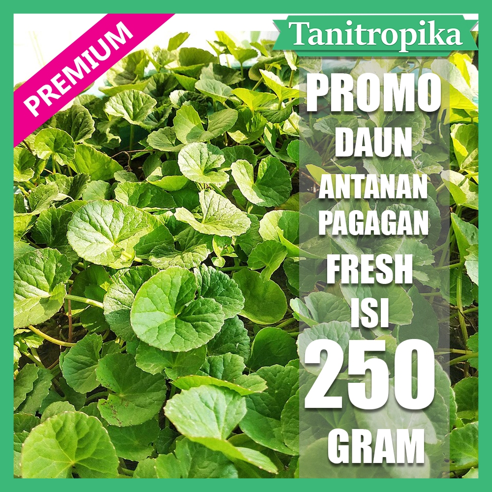

Daun Antanan Pagagan segar 250 gram herbal alami tani tropika