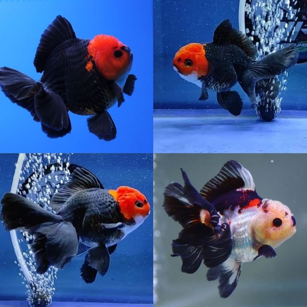 [Chan Aquatic] Ikan Hias Koki Trico Koki Panda Koki Tancho Size M-L Hiasan Aquarium