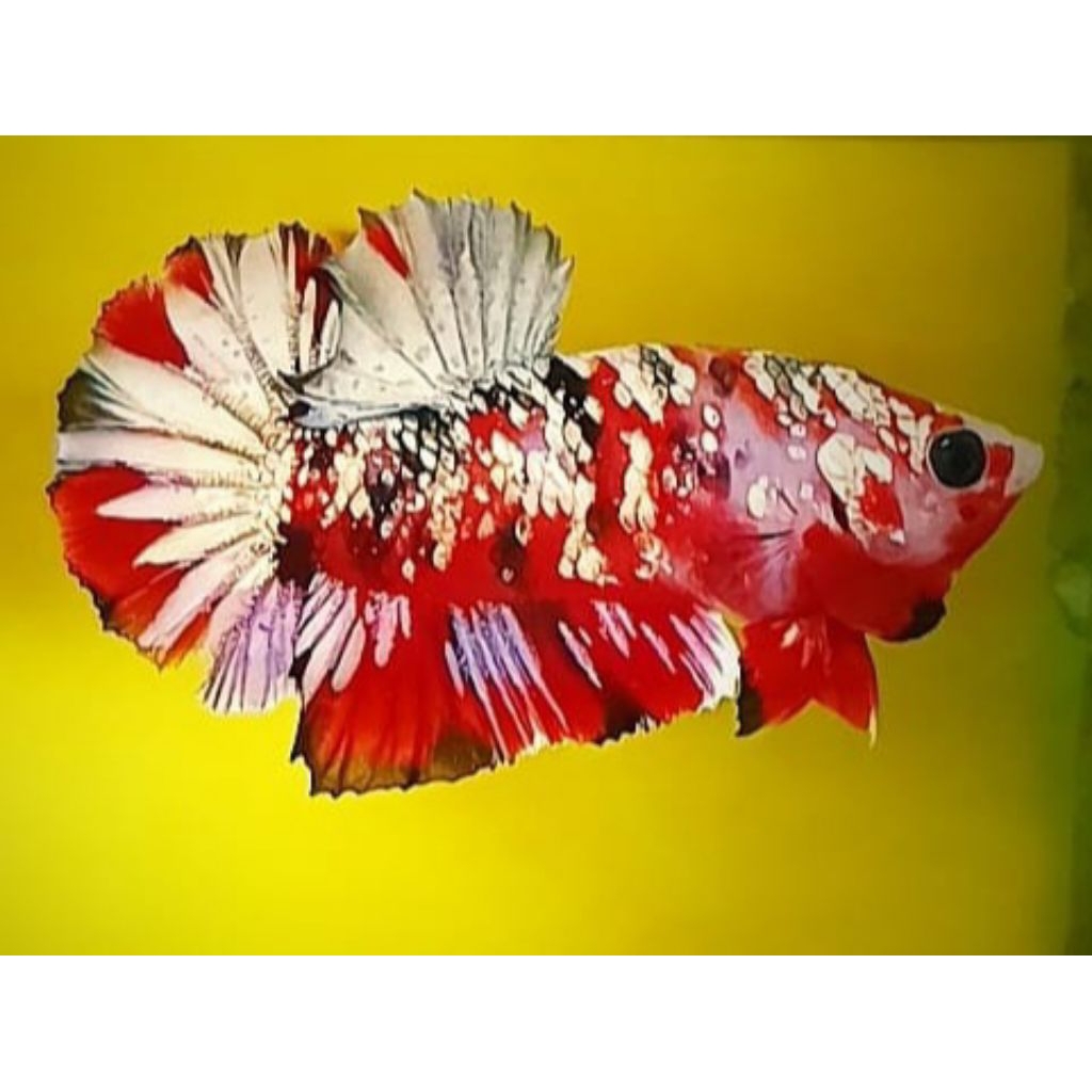 Replika Cupang Red Koi Copper