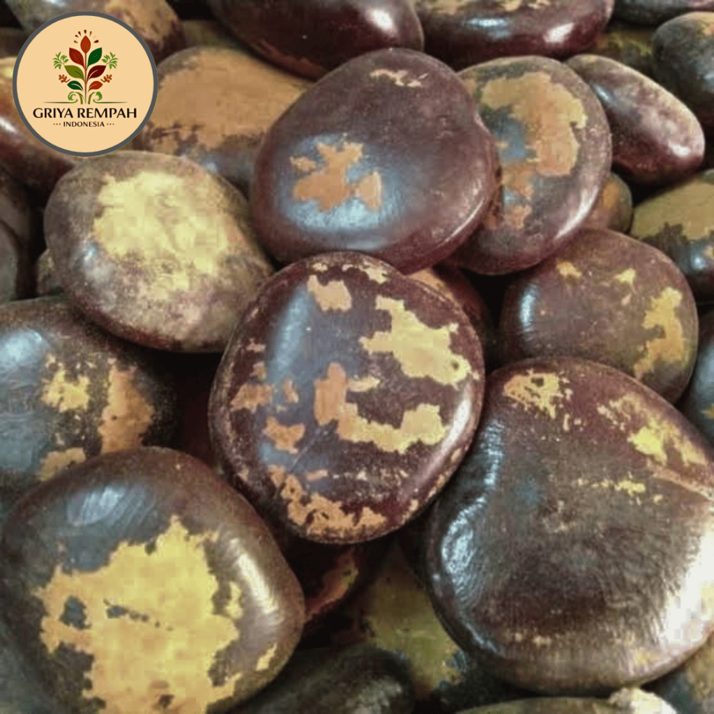 

BIJI BENDO KERING 250 GRAM – Bendho Benda Ramuan Rempah Herbal Jamu Tradisional yang Praktis Simplisia Artocarpus elasticus