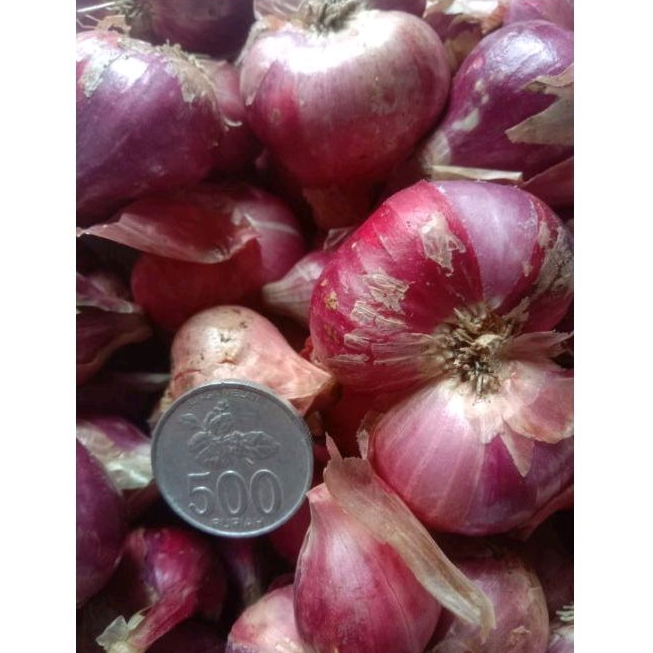 

Bawang merah super jumbo 1kg