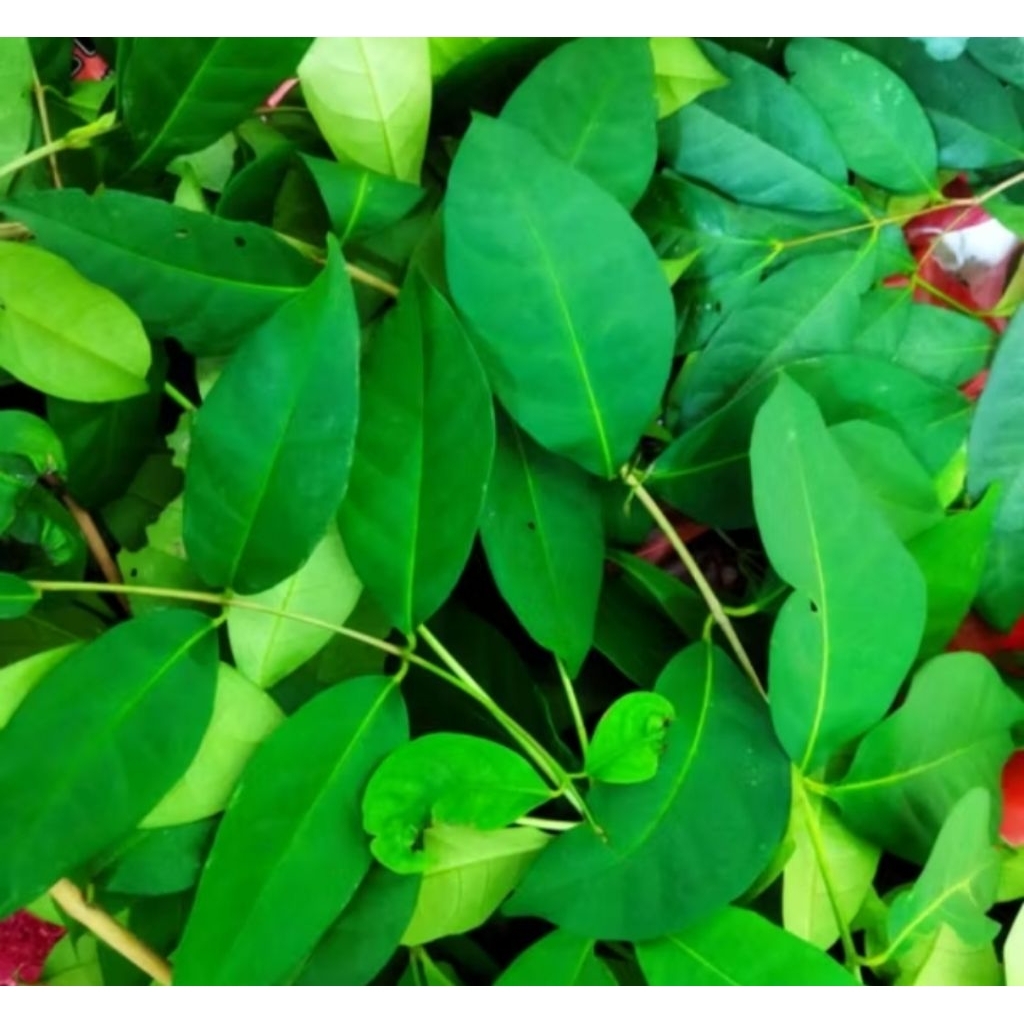 

Daun Salam segar fresh 150 gram