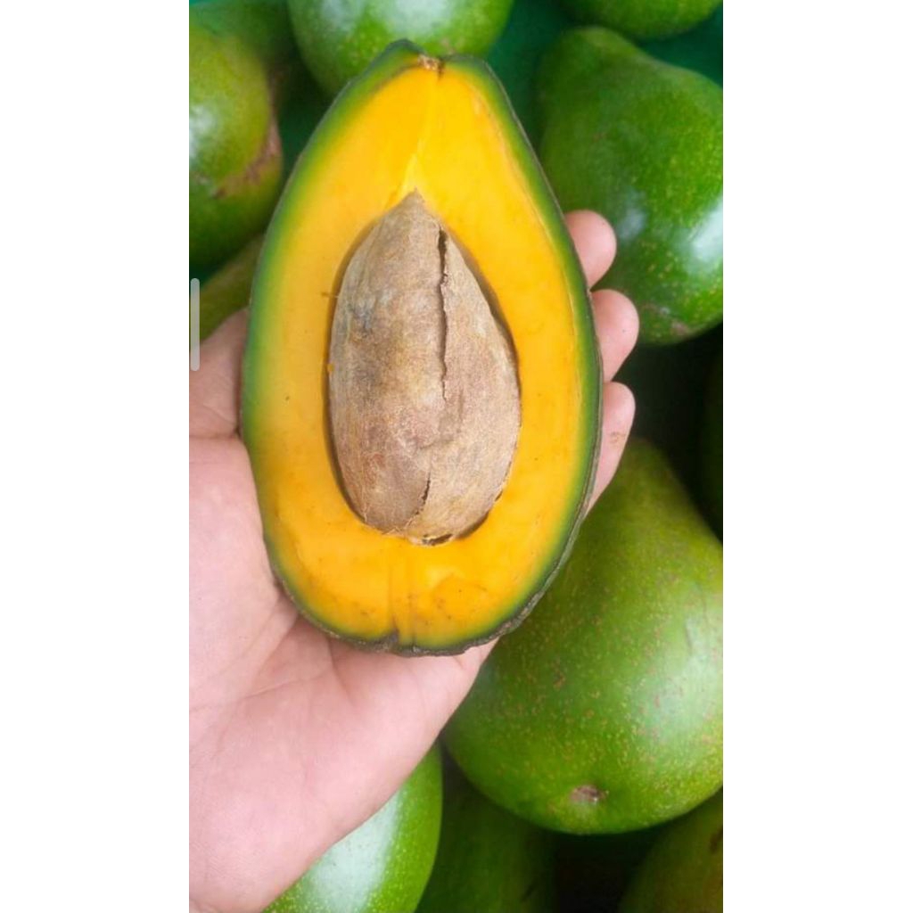 

ALPUKAT Premium Kota Bengkulu! dengan daging yang manis dominan kering