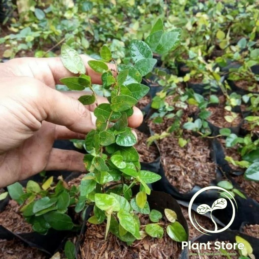 PROMO | Tanaman hias Rambat dolar mini - Tanaman outdoor - Dolar tanaman rambat