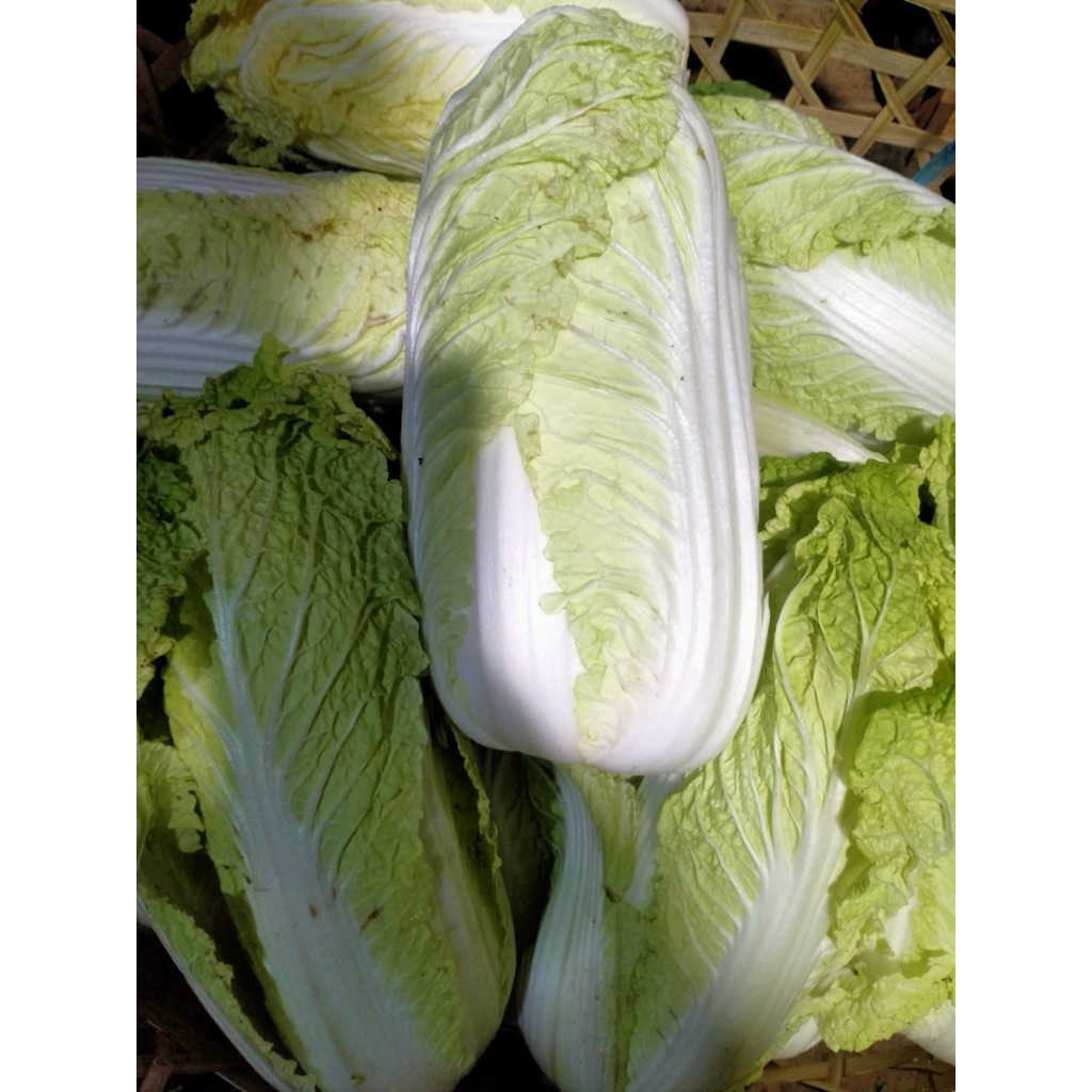 

Sawi Putih: Sayuran Hijau Segar yang Kaya Nutrisi