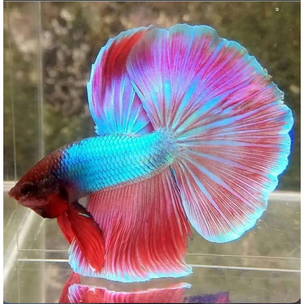 cupang halfmoon pink ekor lebar indah berkualitas