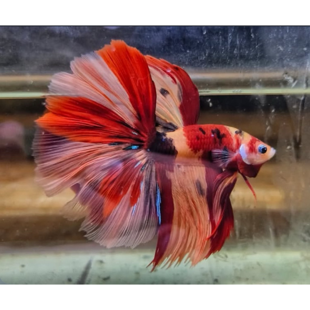 cupang halfmoon nemo warna paling bagus, ekor lebar top kualitas, gratis ongkir seluruh wilayah