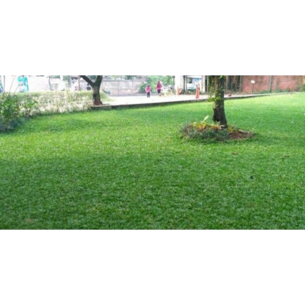 Rumput Gajah Mini & Rumput Jepang
